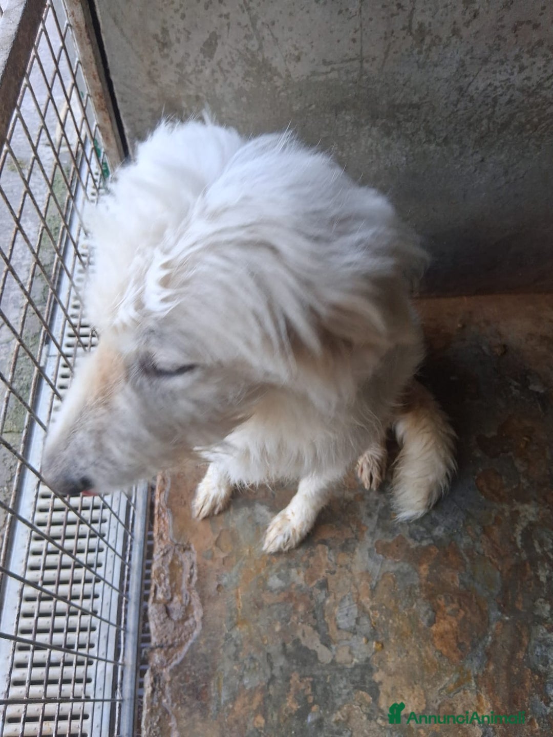 Altre razze cani in regalo: scooby du - Annuncio 2