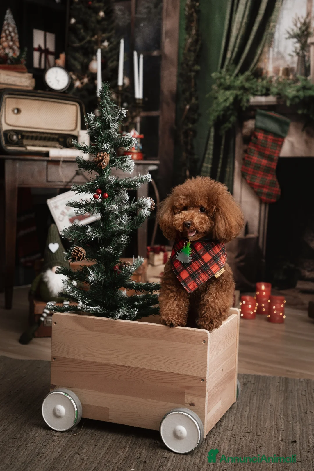 Barboncino Toy cani per accoppiamento: Barboncino Toy per accoppiamento  - Annuncio 2