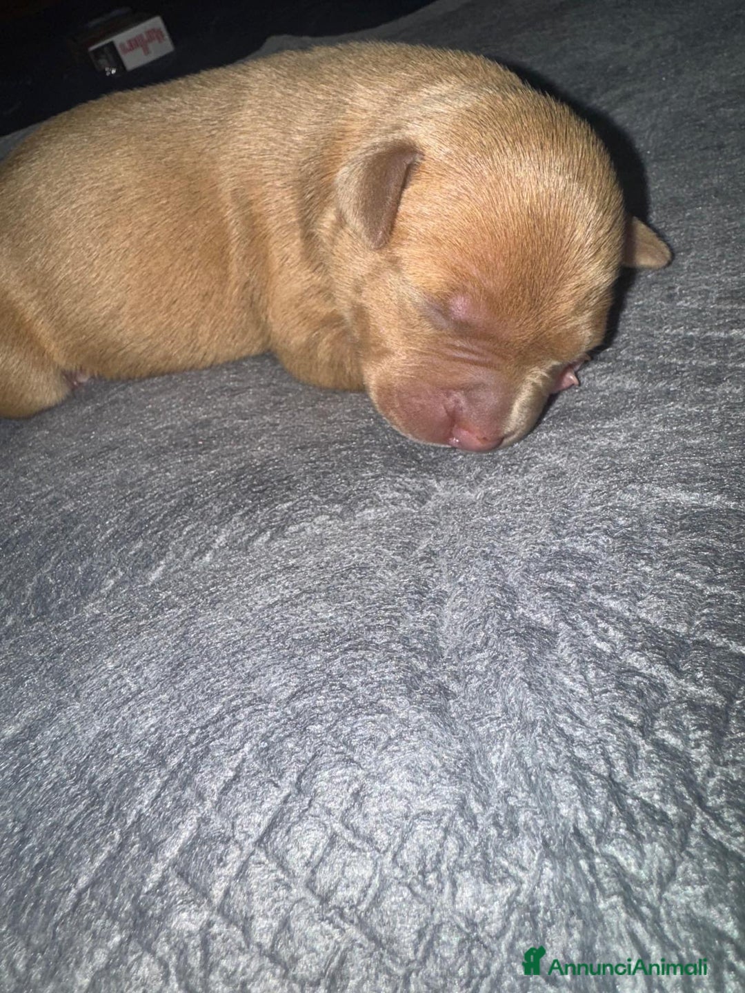 Pitbull cani in vendita: American pitbull terrier red mouse  - Annuncio 1