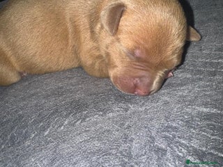 Pitbull cani American pitbull terrier red mouse - Annuncio 2