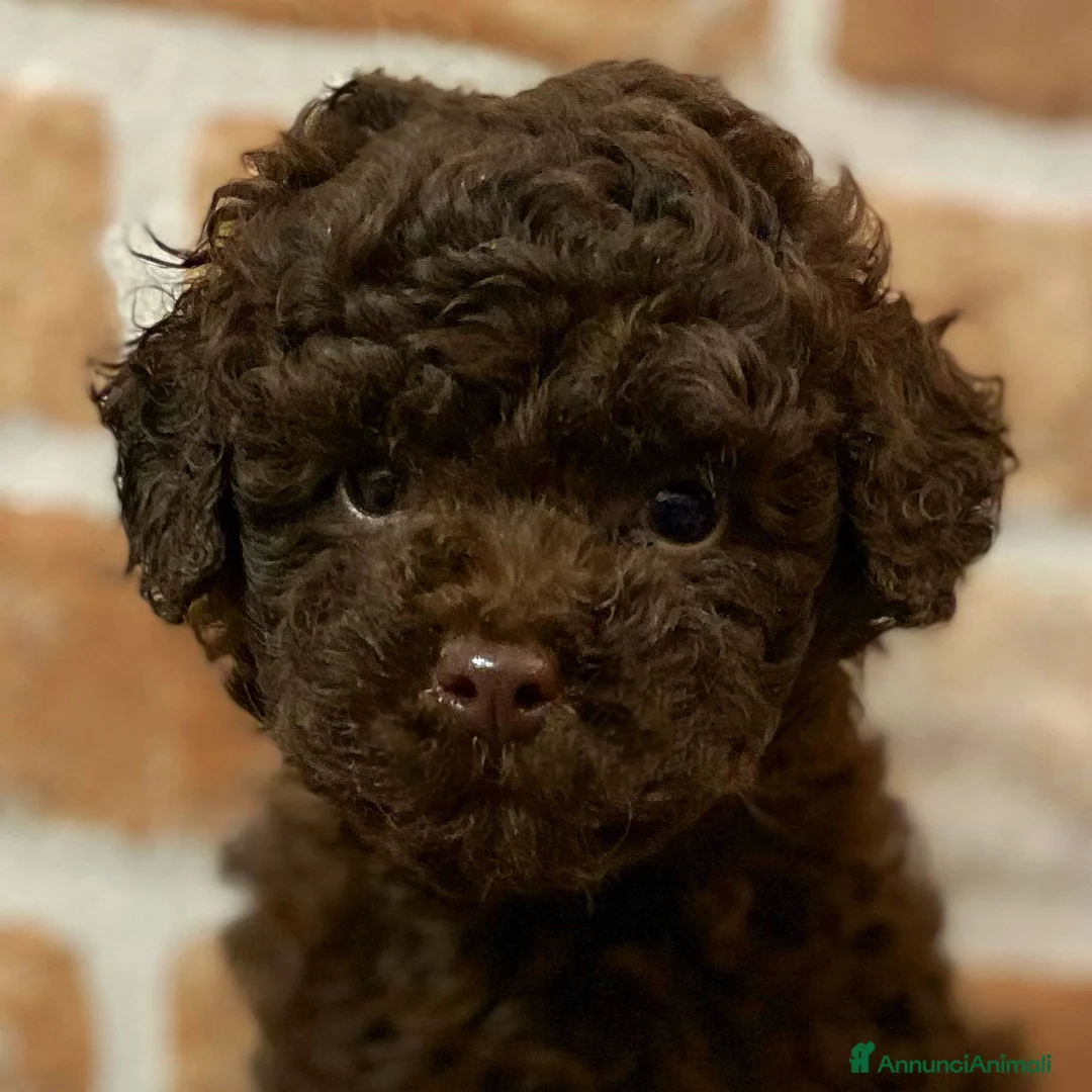 Immagine della galleria {{count}}