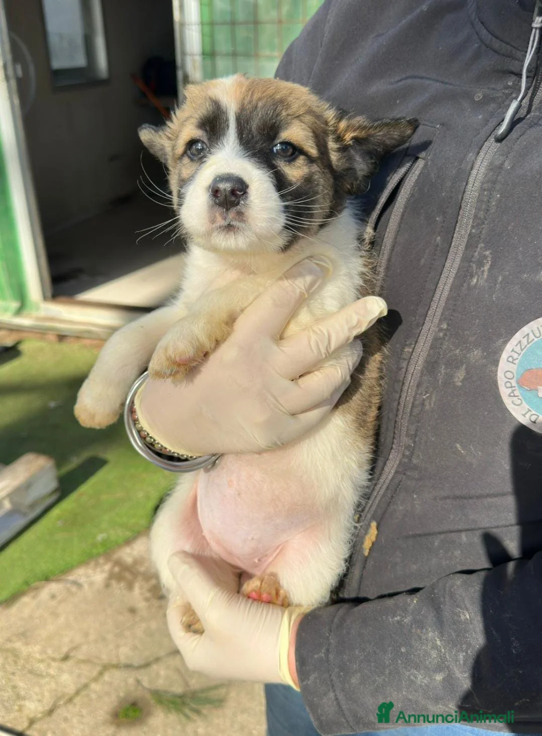 Meticcio cani in regalo: MANDORLA 🩷-cucciola futura taglia media cerca 🏡  - Annuncio 4