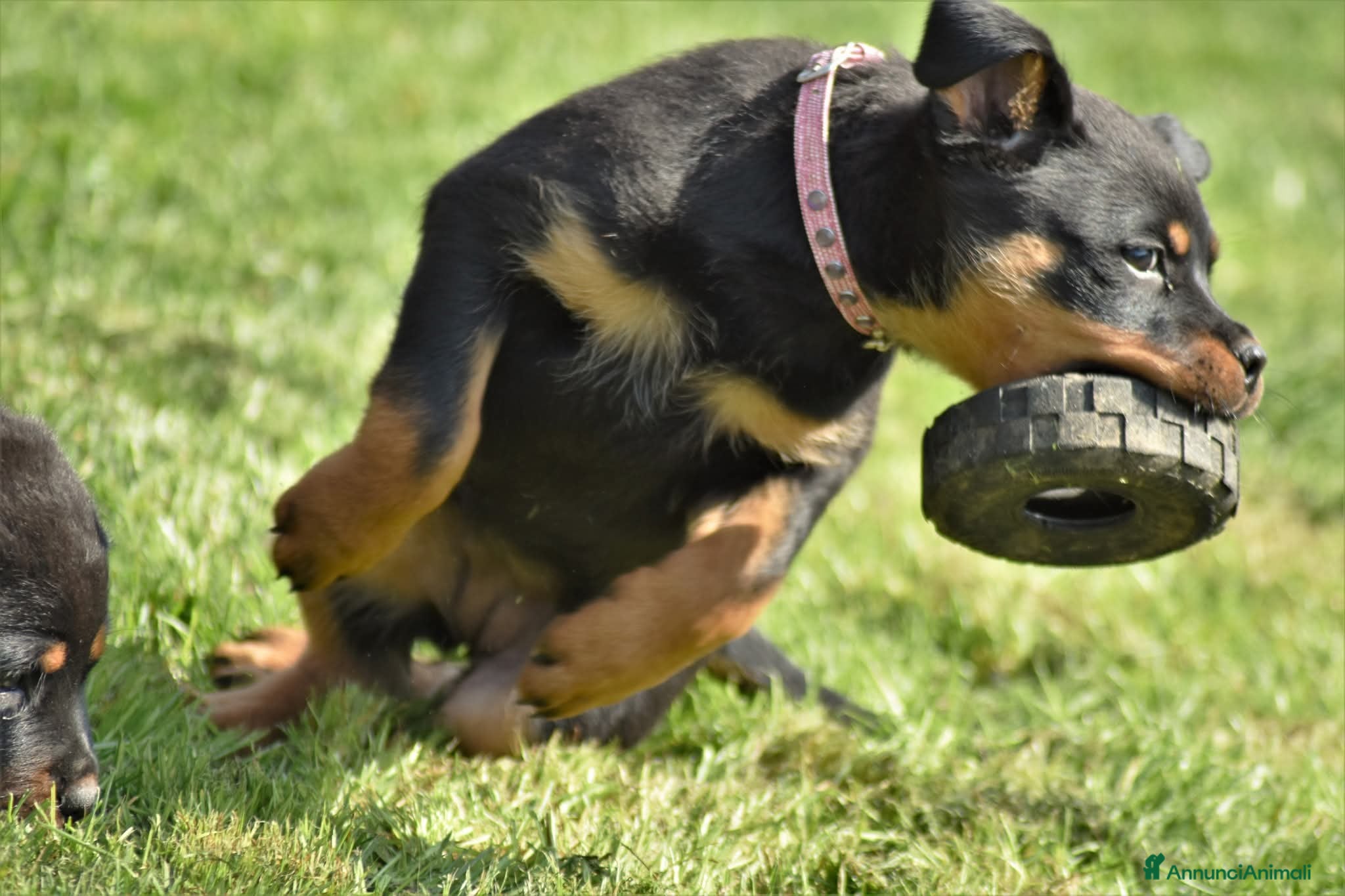 Rottweiler cani Cucciola rottweiler con Pedegree  - Annuncio 1