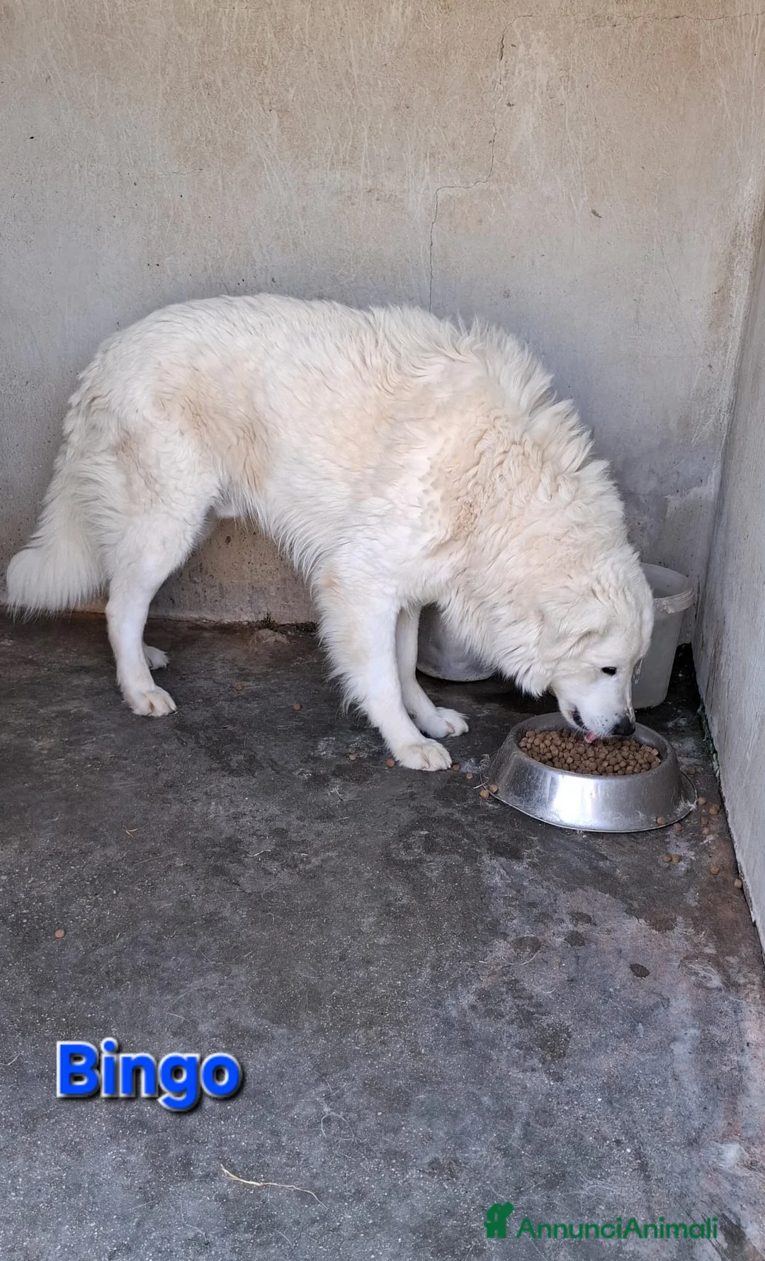 Pastore Maremmano cani in regalo: Bingo bellissimo e fiero simil maremmano - Annuncio 5