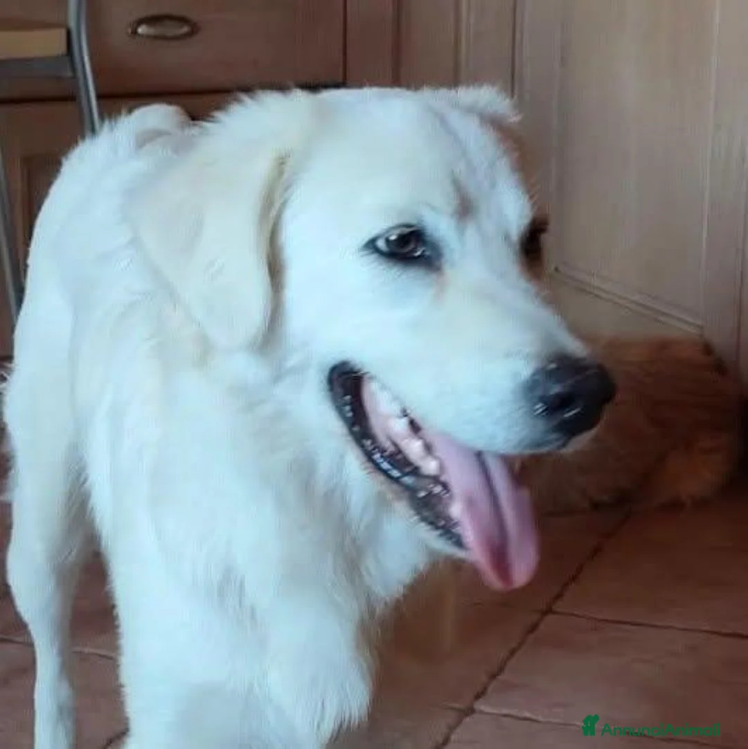 Meticcio cani in regalo: Cody, giovanotto bravo con tutti - Annuncio 2