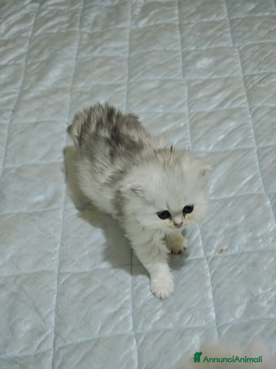 British gatti in vendita: British longhair - Annuncio 14