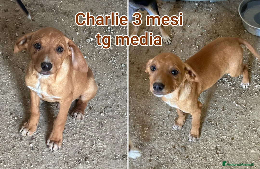 Meticcio cani in regalo: CUCCIOLI ABBANDONATI: EMERGENZA  - Annuncio 5