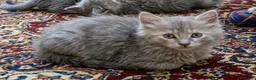 Altre razze gatti in vendita: Gattini Mix norvegese ( pelo lungo)  - Annuncio 2