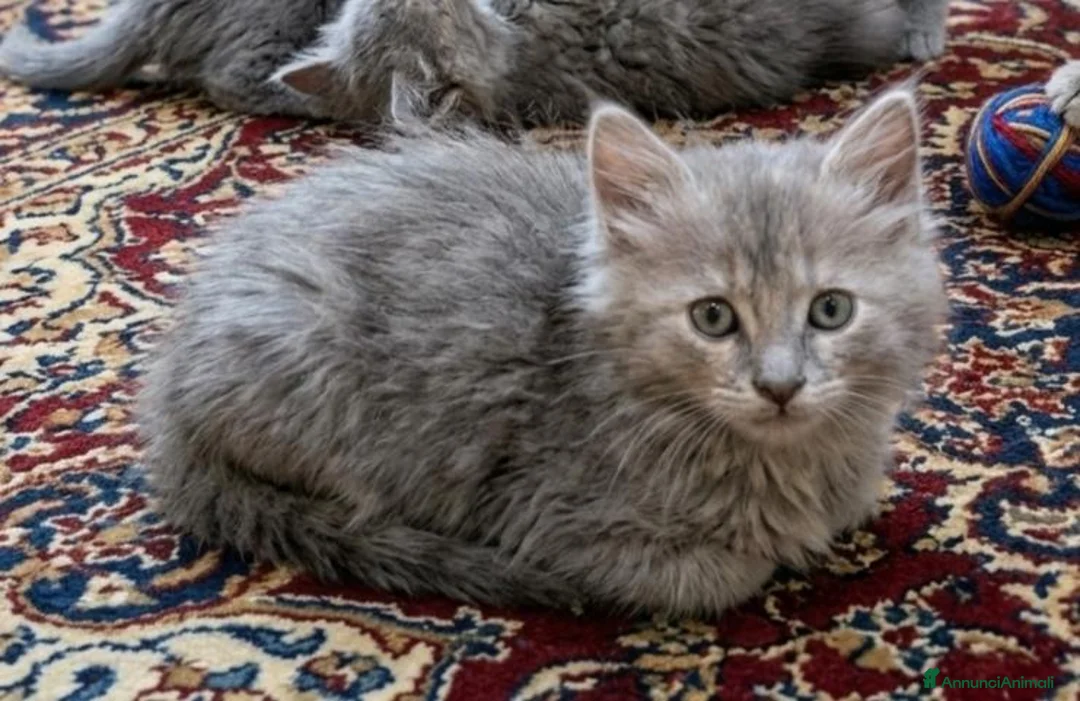 Altre razze gatti in vendita: Gattini Mix norvegese ( pelo lungo)  - Annuncio 2