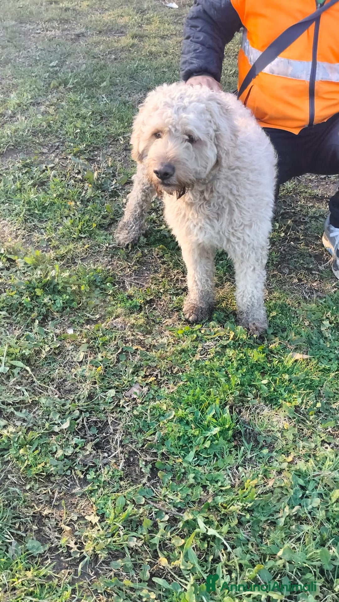 Lagotto cani in regalo: FIOCCHINO - Annuncio 6