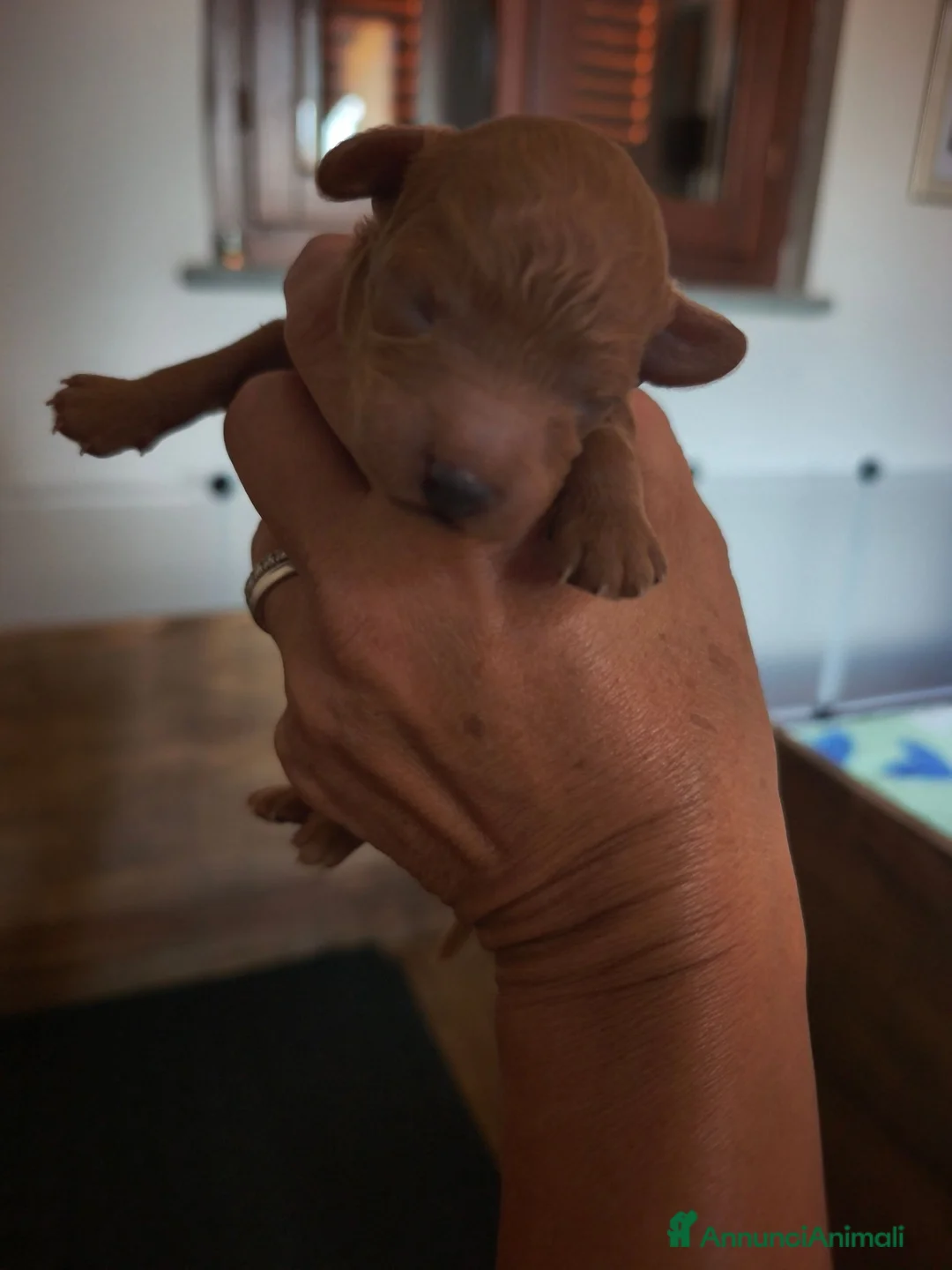 Barboncino Toy cani in vendita: Allevamento Riconosciuto Enci  - Annuncio 2