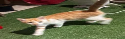 Meticcio gatti in regalo: Regalo bellissimo gattino maschio - Annuncio 4