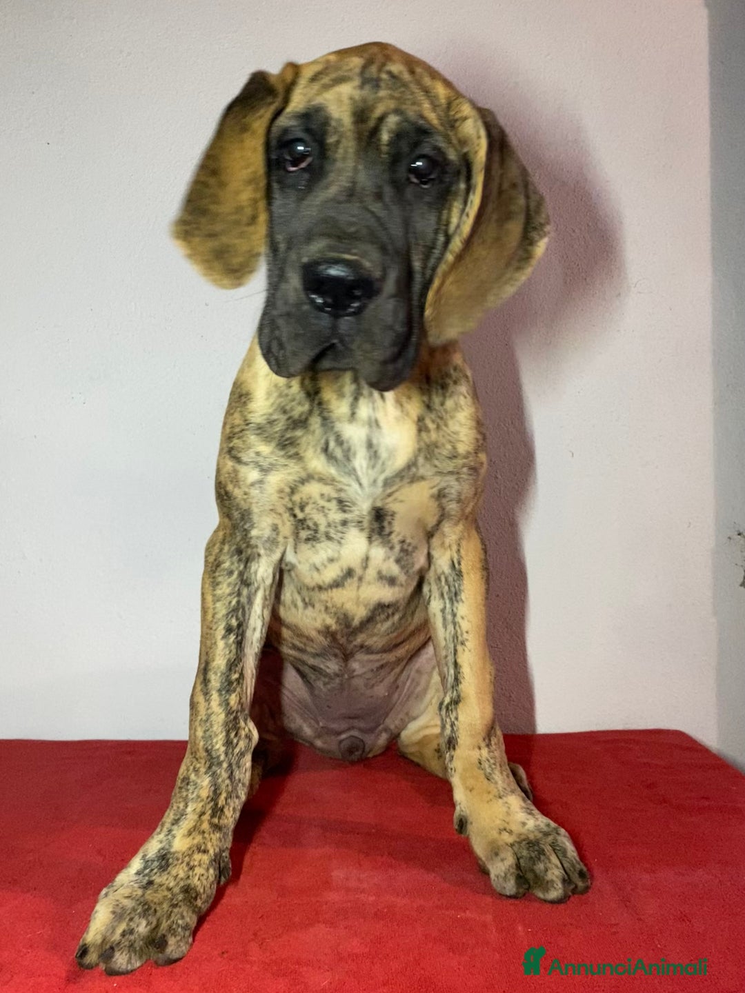 Alano cani in vendita: Alano tigrato  - Annuncio 5