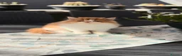 Persiano gatti in vendita: Cucciolo di Persiano Ipertipo  - Annuncio 2