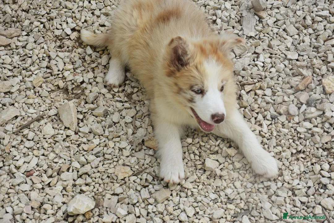Border Collie cani in vendita: Cuccioli di border collie ( bordercollie) - Annuncio 2