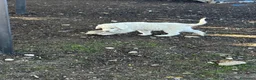 Pastore Abbruzzese Maremmano cani in vendita: Cuccioli maschi pastore abruzzese - Annuncio 10