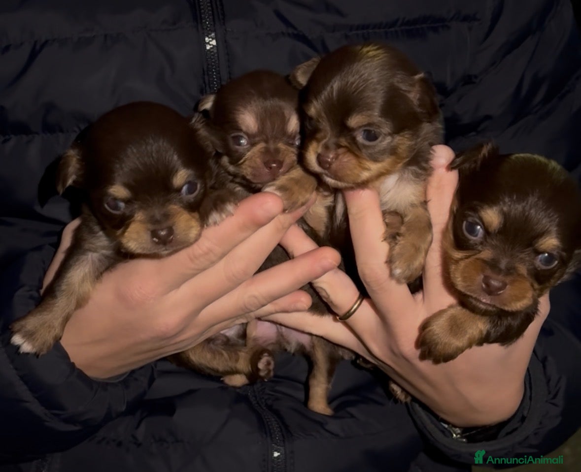 Chihuahua cani Chihuahua  - Annuncio 9