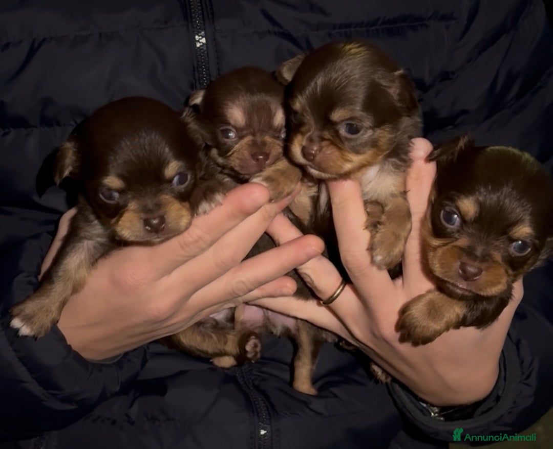 Chihuahua cani in vendita: Chihuahua  - Annuncio 1