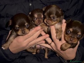 Chihuahua cani Chihuahua - Annuncio 26