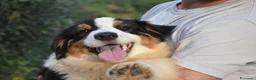 Australian Shepherd cani in vendita: Australian Shepherd pedigree ENCI - Annuncio 23