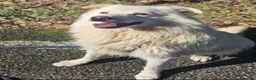 Meticcio cani in regalo: Fiorello quasi 5anni,3di invani appelli,NOVARA SOS - Annuncio 2