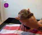 American Bully Cucciolo 5