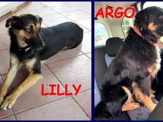 Meticcio cani LILLY ed ARGO bravi un po' vagabondi - Annuncio 30