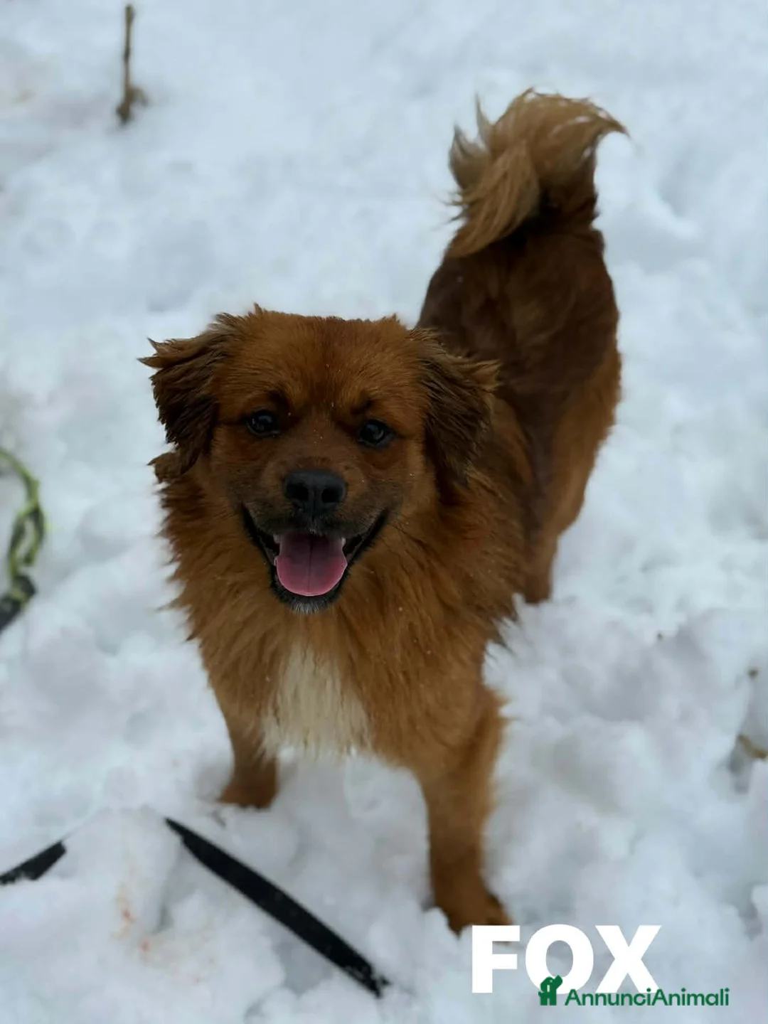 Meticcio cani in regalo: FOX, nanetto super simpatico cerca famiglia! - Annuncio 6