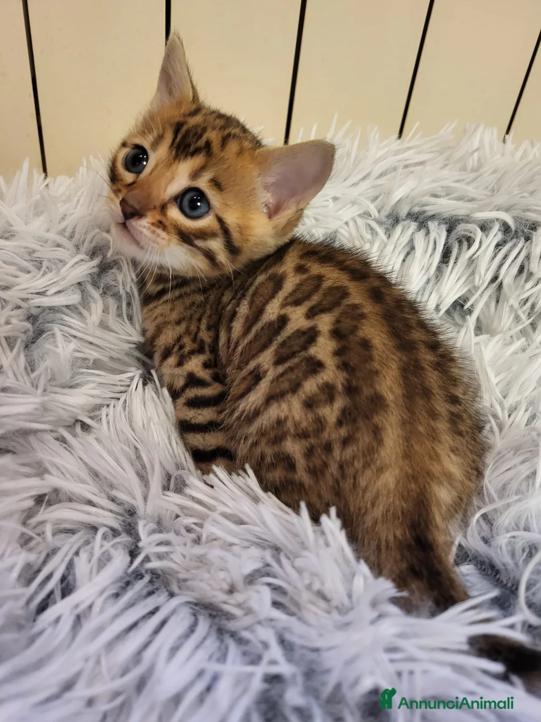 Immagine della galleria {{count}}