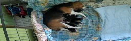 Beagle cani in vendita: beagle  - Annuncio 4