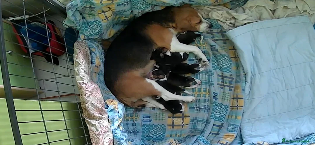 Beagle cani in vendita: beagle  - Annuncio 4
