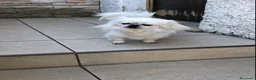 Chihuahua cani in vendita: Chihuahua femmina a pelo lungo  - Annuncio 3
