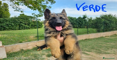 Pastore Tedesco cani a Provincia di Ferrara - Annuncio 3