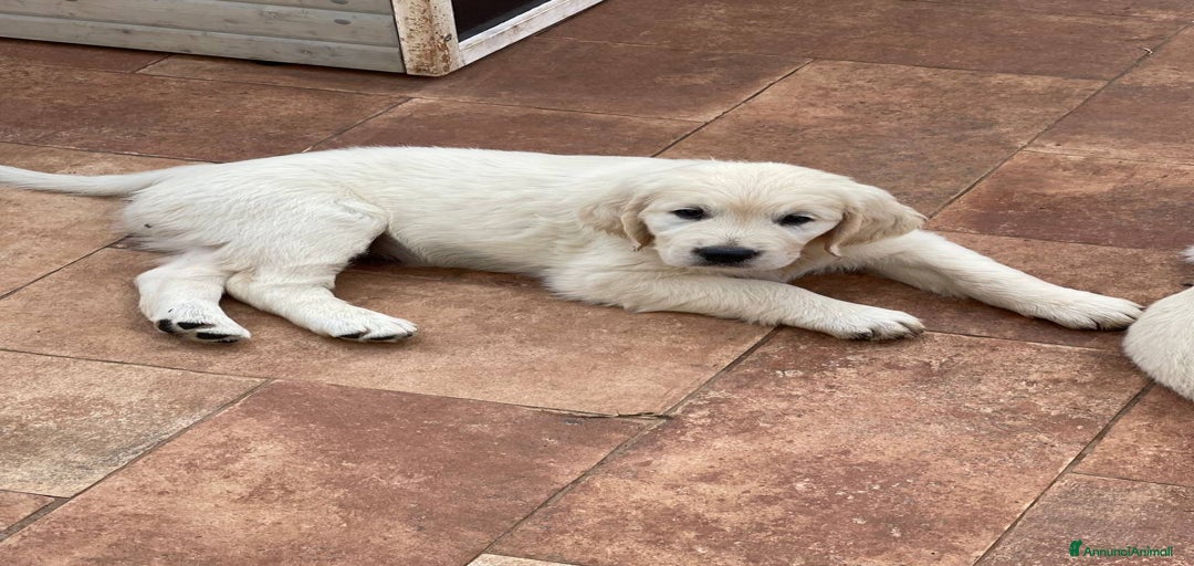 Immagine della galleria {{count}}