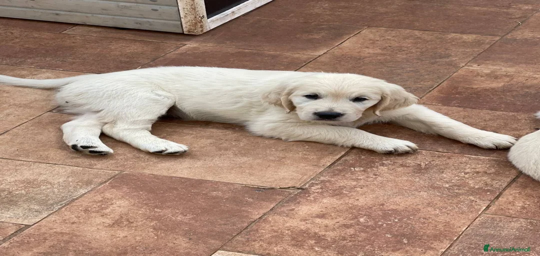 Immagine della galleria {{count}}