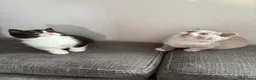 British gatti in vendita: British Shorthair  - Annuncio 2