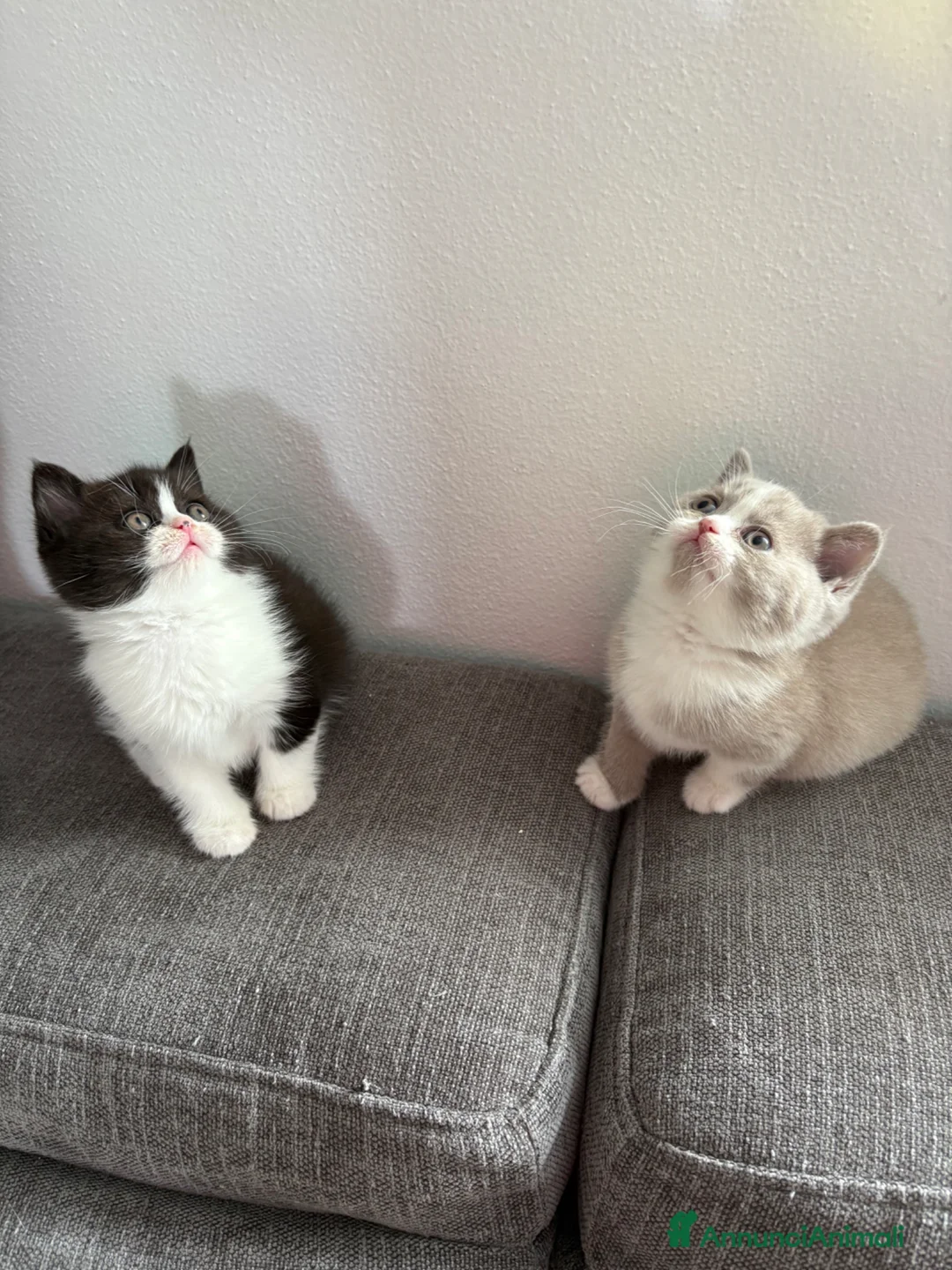 British gatti in vendita: British Shorthair  - Annuncio 2