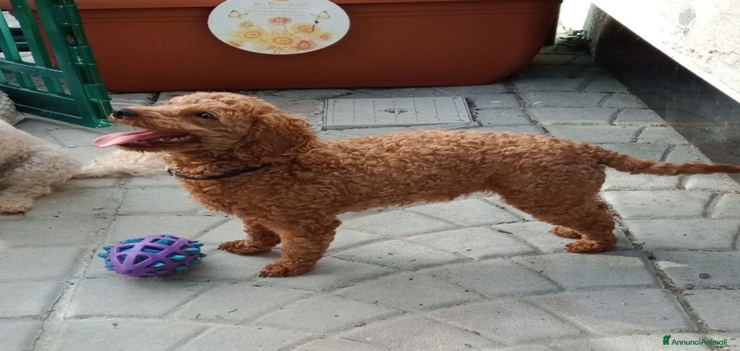 Immagine della galleria {{count}}