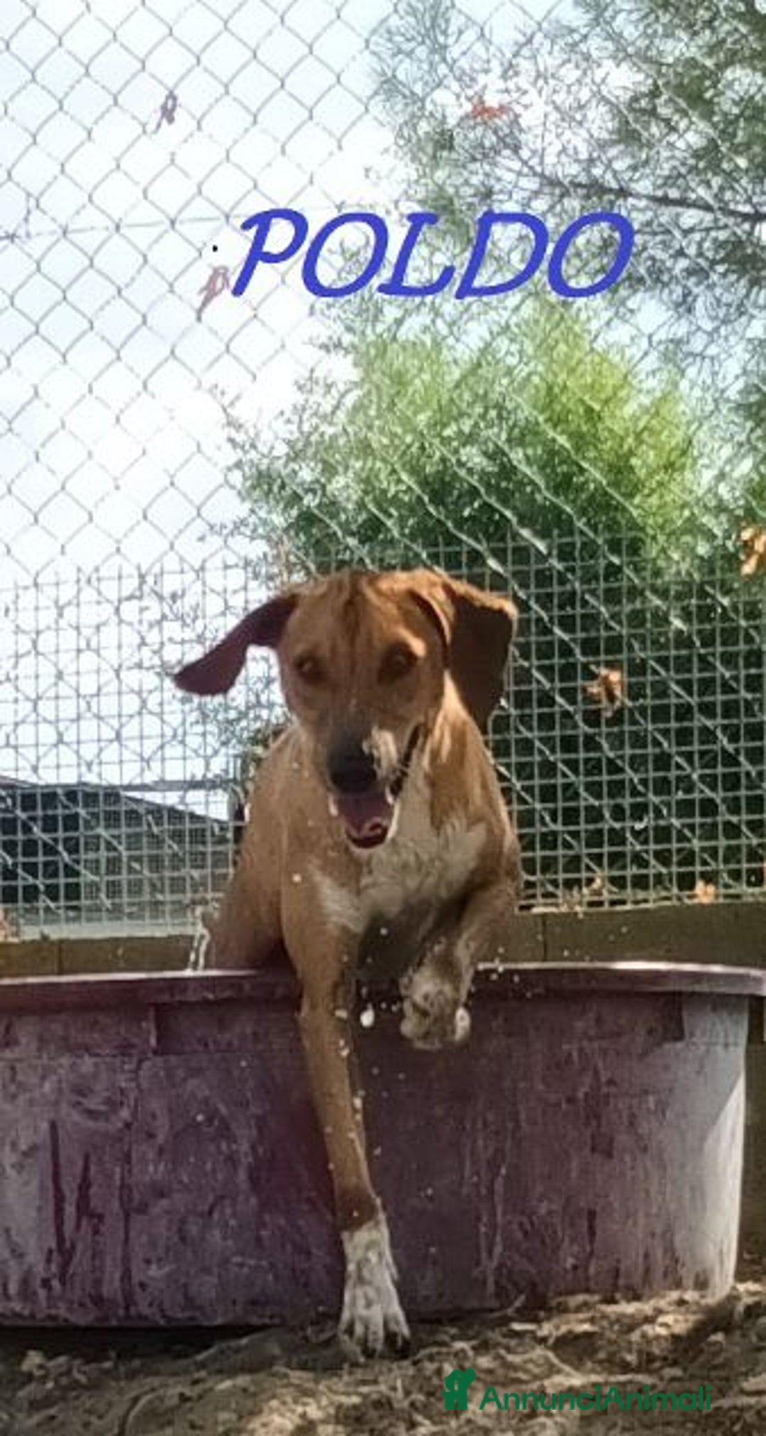 Meticcio cani in regalo: POLDO esuberante,affettuoso e buono 5-6anni - Annuncio 8