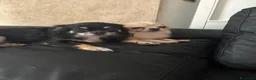 Chihuahua cani in vendita: Cuccioli chihuahua a Città metropolitana di Milano - Annuncio 2