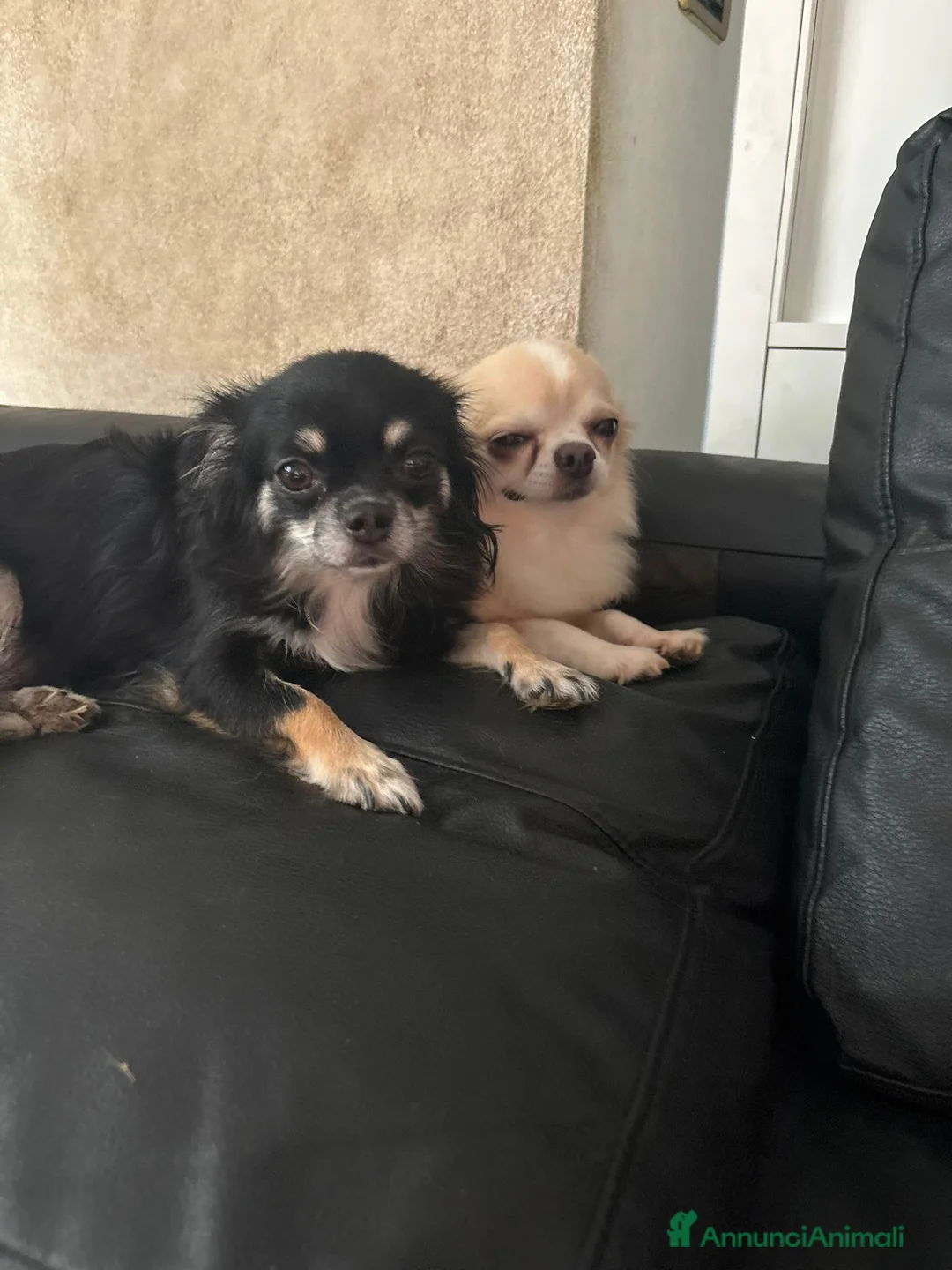Chihuahua cani in vendita: Cuccioli chihuahua a Città metropolitana di Milano - Annuncio 2
