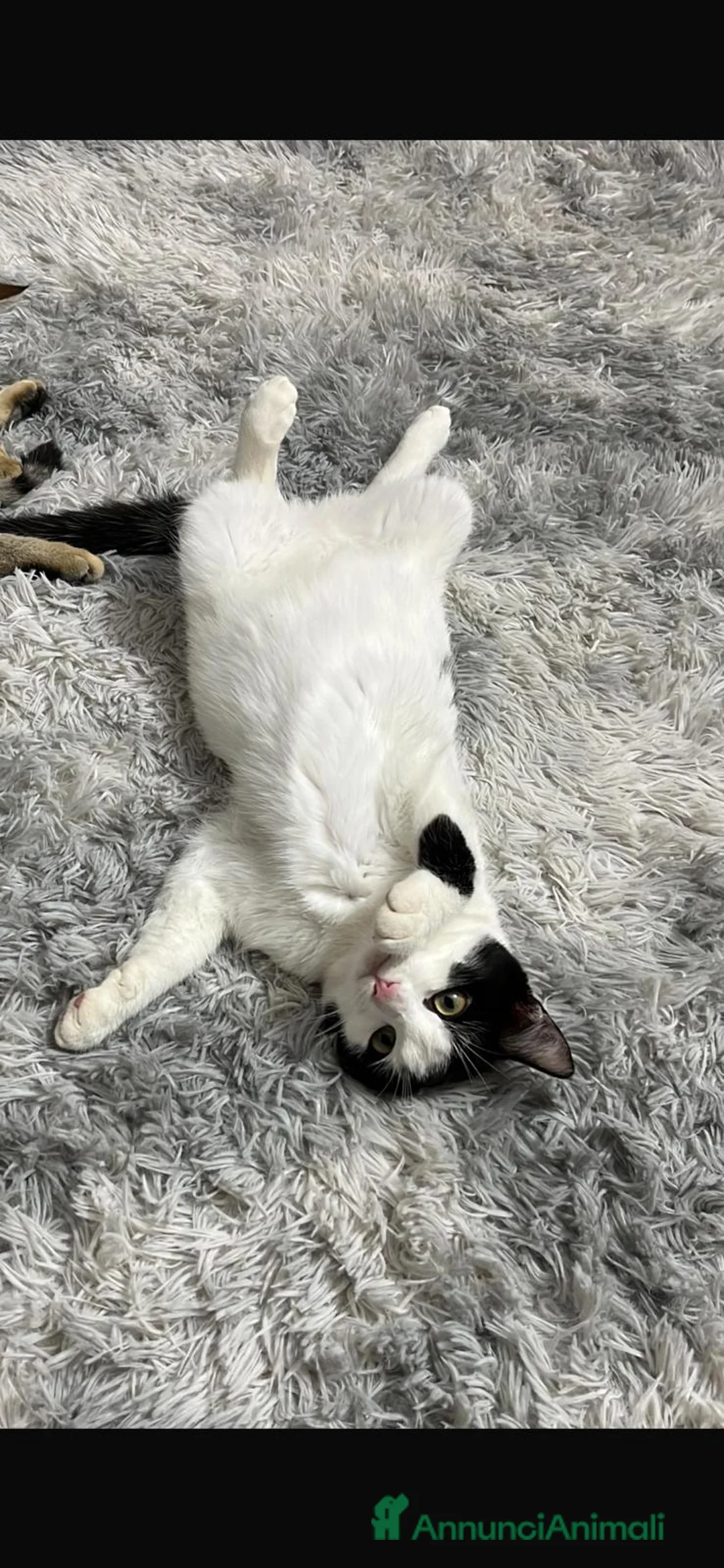 Meticcio gatti in regalo: GATTE - Annuncio 3