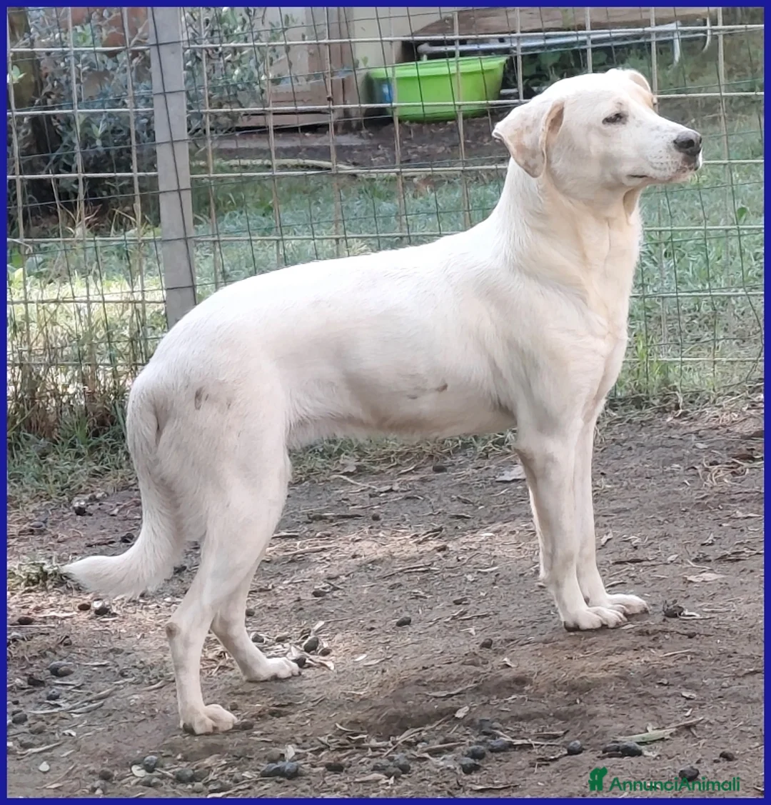 Meticcio cani in regalo: CALU' TENERA CAGNOLINA 2 ANNI,SALVATA DALLA GABBIA - Annuncio 3