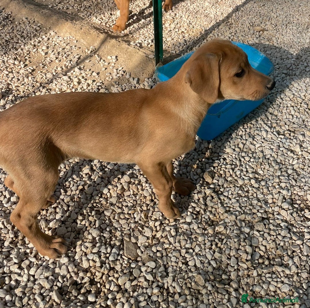 Meticcio cani in regalo: LA BELLISSIMA NEVADA a Provincia di Pavia - Immagine 11