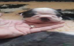 Boston Terrier cani in vendita: Boston terrier con pedigree  a Metropolitan City of Milan - Immagine 13