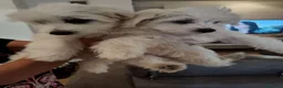 Maltese cani in vendita: Vendita 2 Maltesi femmine a Gubbio  - Annuncio 7
