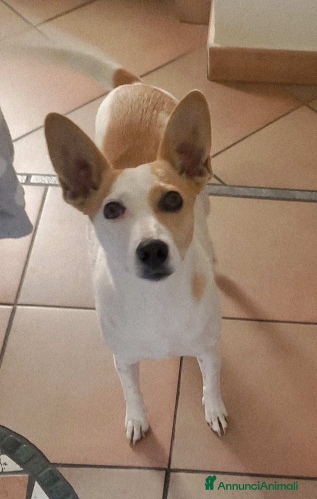 Meticcio cani in regalo: PICCOLA LILLY - Annuncio 2