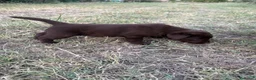 Labrador cani in vendita: Cuccioli Labrador Choco  - Annuncio 11