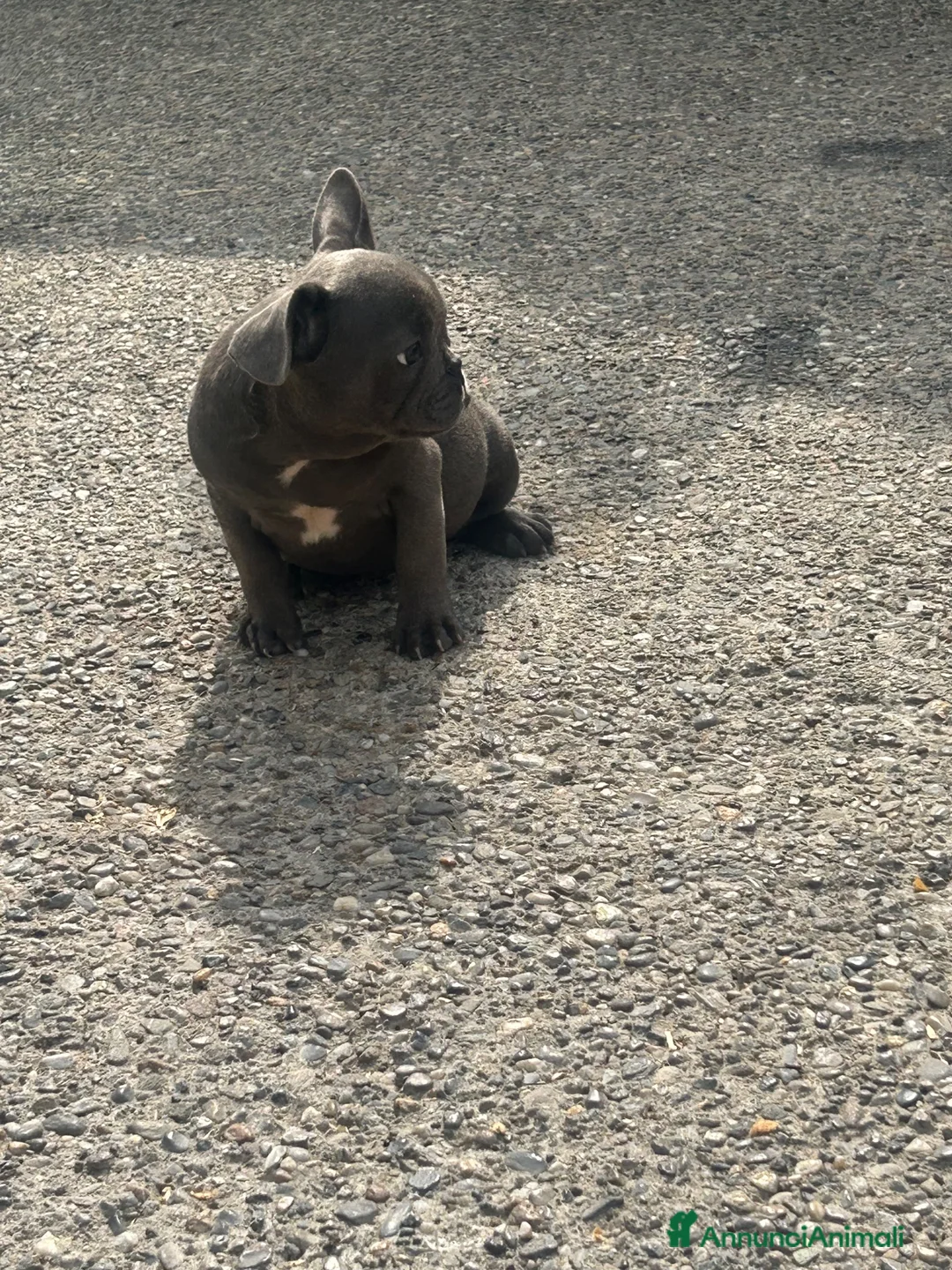 Bulldog Francese cani in vendita: Cuccioli di bulldog francese BLUE - Annuncio 23