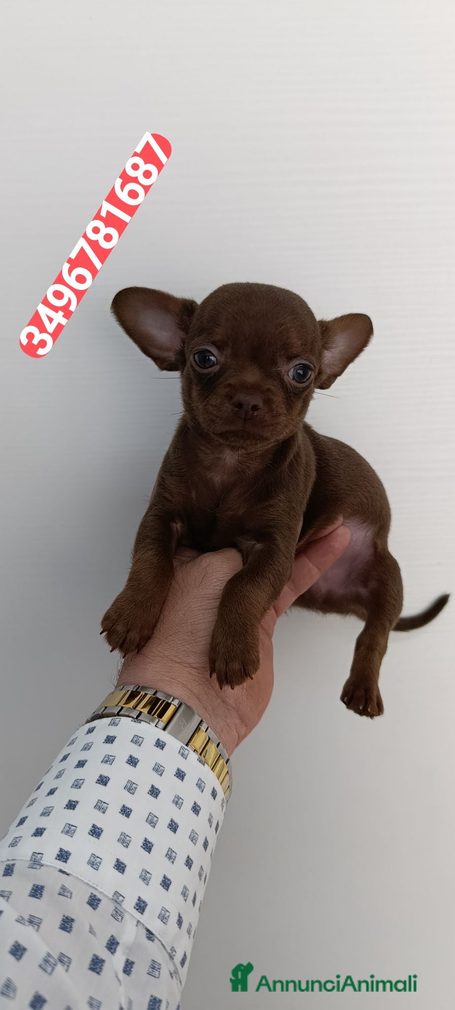 Chihuahua cani CHIHUAHUA stupendo chocolate  - Annuncio 2